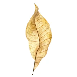 Étude de feuille n° 01, 2020