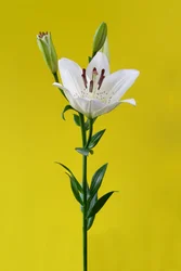 Lys sur fond jaune No. 01, 2020