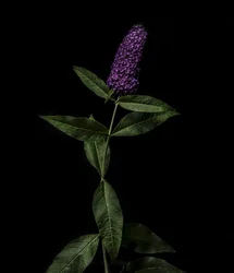 Buddleja pourpre, 2020