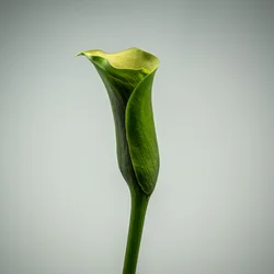 Calla Lily verte unique, 2020