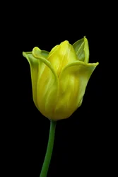 Tulipe jaune n°02, 2021