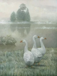 Oies blanches dans la brume matinale