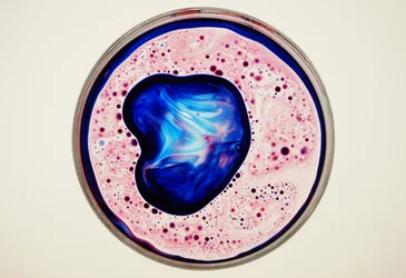 Boîte de Petri, 2024