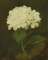 Hortensia blanc