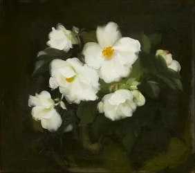 Roses blanches