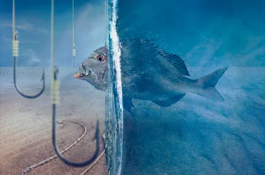 Un poisson face à la tentation