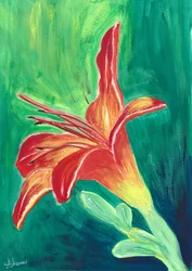 Lys orange vif