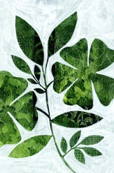 Étude botanique des feuilles