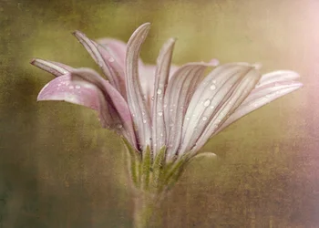Délicate floraison de gouttes de rosée