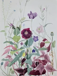 Fleurs de jardin, juin, 2025 (aquarelle sur papier)