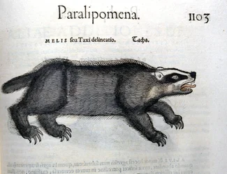 Blaireau, illustration de 