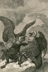 Gypaètes et leur proie