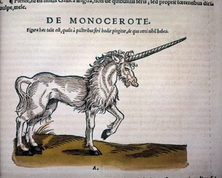 Licorne, illustration de 