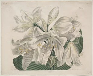 Le magazine botanique ou le jardin de fleurs exposé : Lys du Cap Blanc, 1806