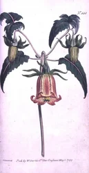 Fleur de cloche des îles Canaries (Canarina campanula), planche 444 de 