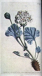 Géranium à tige épaisse (Pelargonium crassicaule), planche 477 de 