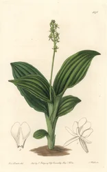 Orchidée Liparis africaine - du Botanical Register