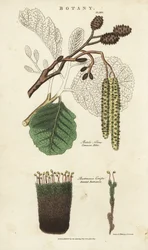 Aulne et mousse variété - Betula alnus et Bartramia crispa