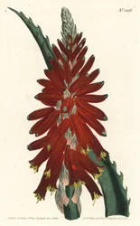 Aloe arborescent