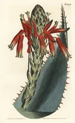 Aloès variété - Aloès bleu, Aloe glauca (Aloès glauque à épines rouges, Aloe rhodacantha) - Gravure à la main par F. Sansom Jr. d