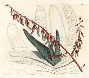 Aloès éventail - Aloès éventail, Aloe plicatilis (Aloès langue, Aloe lingua). Gravure à la main par F. Sansom Jr. d