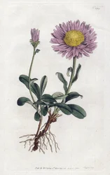Aster des Alpes ou Reine Marguerite des Alpes