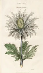 Chardon des Alpes (Eryngium alpinum)