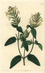 Scutellaire alpine
