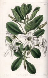 Anthocercis variété, originaire d