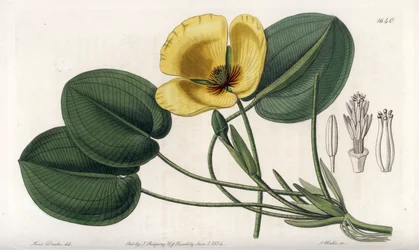 Pavot aquatique - du Botanical Register de Sydenham Edwards
