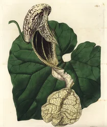 Aristoloche variété (illustration de Sarah Drake, gravure de S. Watts)