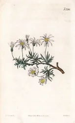 Aster acre