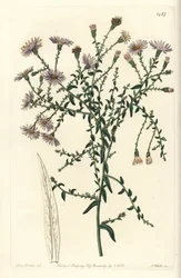 Variété d