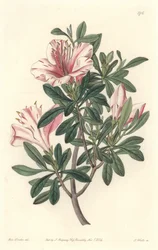 Azalée des fleuristes - Gravure par S. Watts d