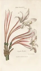 Lys des Barbades (Amaryllis revoluta)