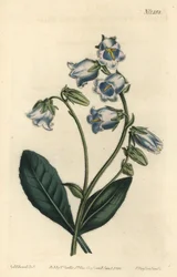 Campanule barbue