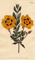 Ciste beau avec des fleurs jaunes vives décorées de cramoisi