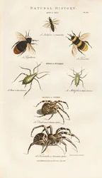 Abeilles, pucerons et araignées