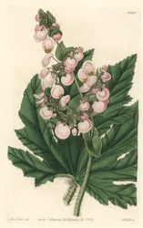 Bégonia à fleurs rose pâle