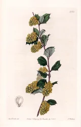 Berberis