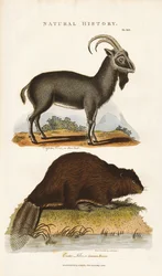 Chèvre bleue et castor
