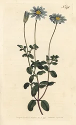 Paquet bleu, Félicie, Marguerite du Cap ou Aster du Cap - Marguerite bleue, Felicia amelloides (Cineraria à fleurs bleues ou aster du Cap, Cineraria amelloides) - Gravure sur cuivre coloriée à la main par Sansom d