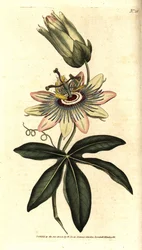 Passiflore bleue