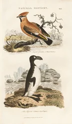 Jaseur bohémien et Grand pingouin
