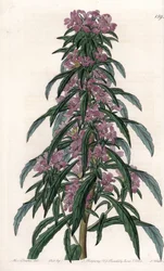Boisduvalia, épilobe à fleurs denses