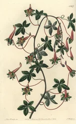 Capucin de Bolivie - Tropaeolum à cinq feuilles, Tropaeolum pentaphyllum. Gravure sur cuivre coloriée à la main par S. Watts d