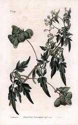 Botanique : cardiosperme ou pois de cœur