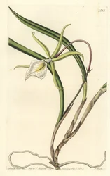 Brassavola perrinii (Brasavola de Perrin) (illustration de Sarah Drake, gravure de S. Watts)