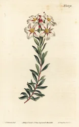 Buchu, Adenandra villosa (Diosma à fleurs en ombelle, Diosma speciosa) - Gravure à la main par F. Sansom Jr. d