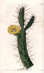 Cactus articulé, variété de figuier de Barbarie